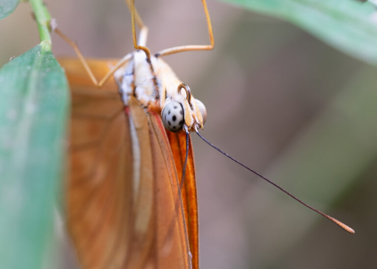 Julia Zimmermann photography insects