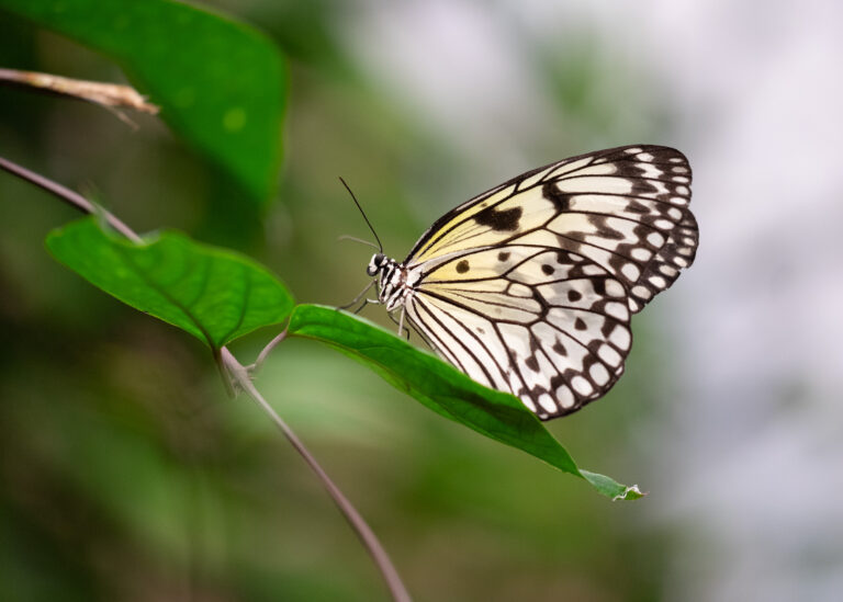 Julia Zimmermann photography insects