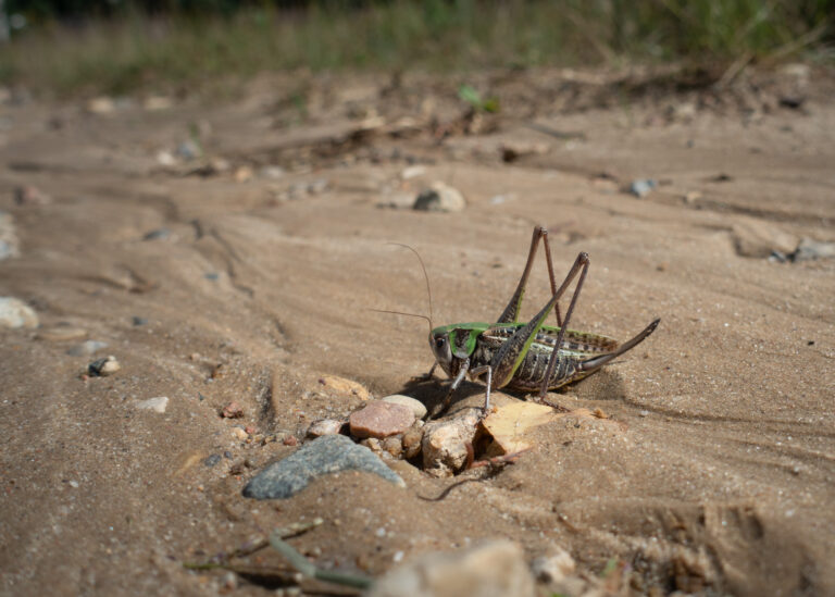 Julia Zimmermann photography insects