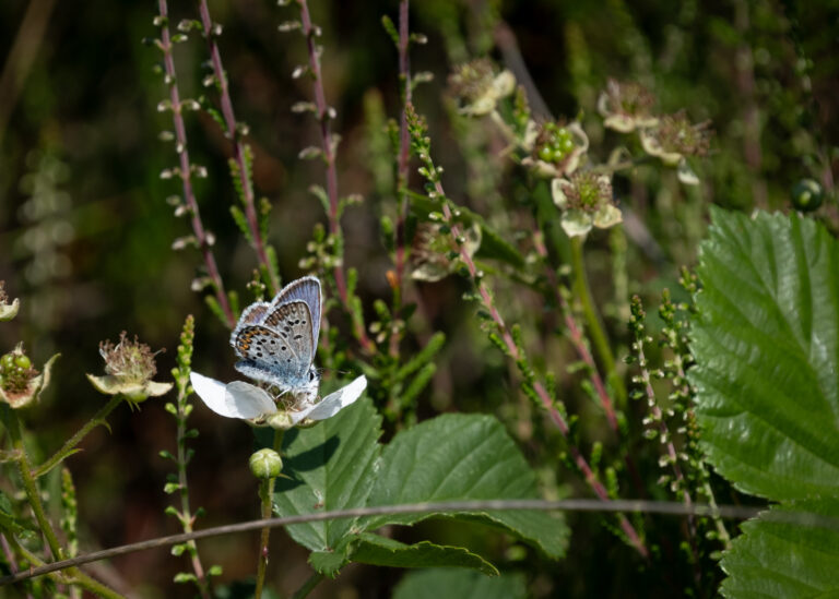Julia Zimmermann photography insects