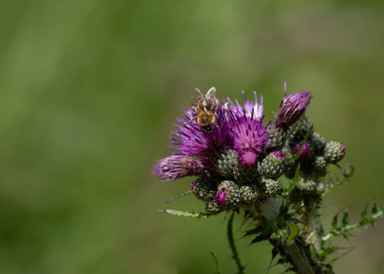 Julia Zimmermann photography insects