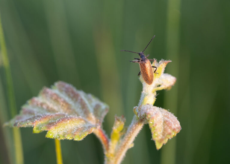Julia Zimmermann photography insects