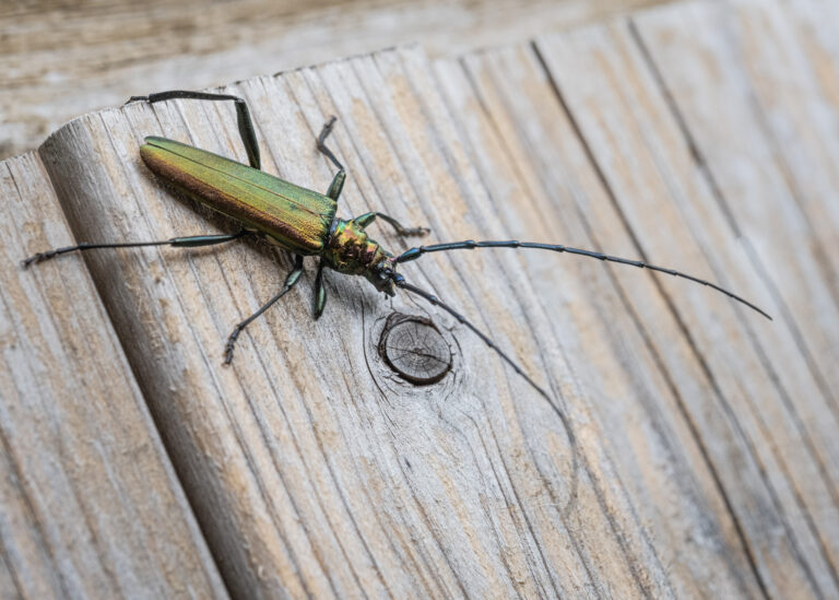 Julia Zimmermann photography insects