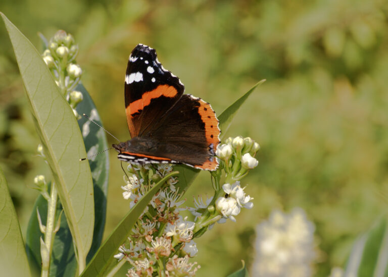 Julia Zimmermann photography insects