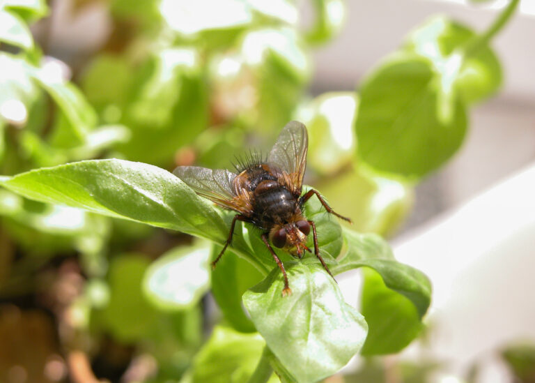 Julia Zimmermann photography insects
