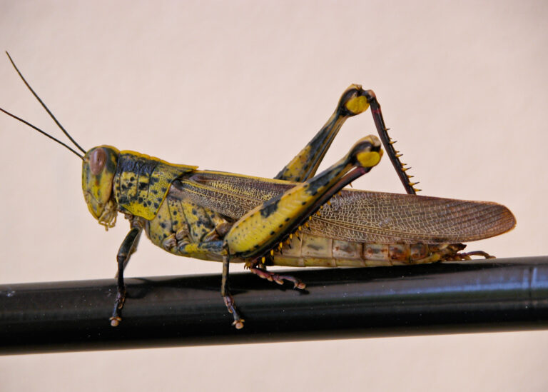 Julia Zimmermann photography insects