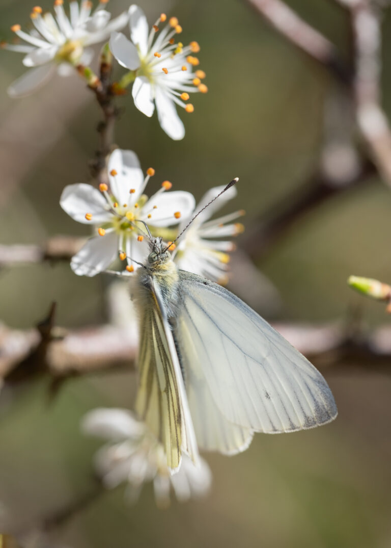 Julia Zimmermann photography insects
