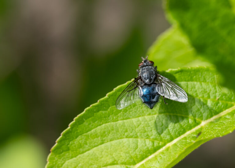 Julia Zimmermann photography insects