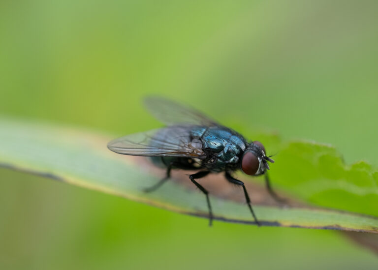 Julia Zimmermann photography insects