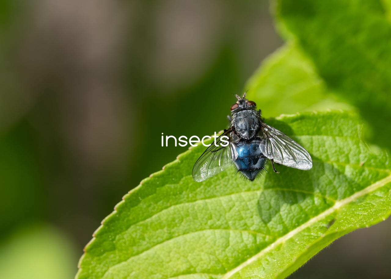 insects
