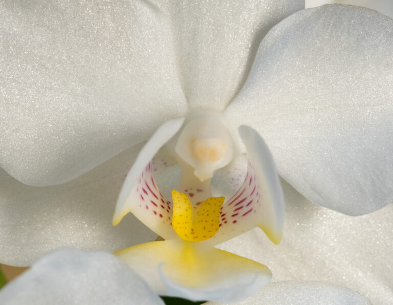 Julia Zimmermann photography flower