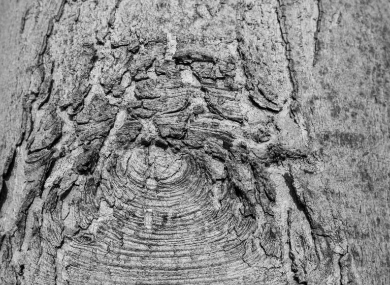 Julia Zimmermann photography pattern