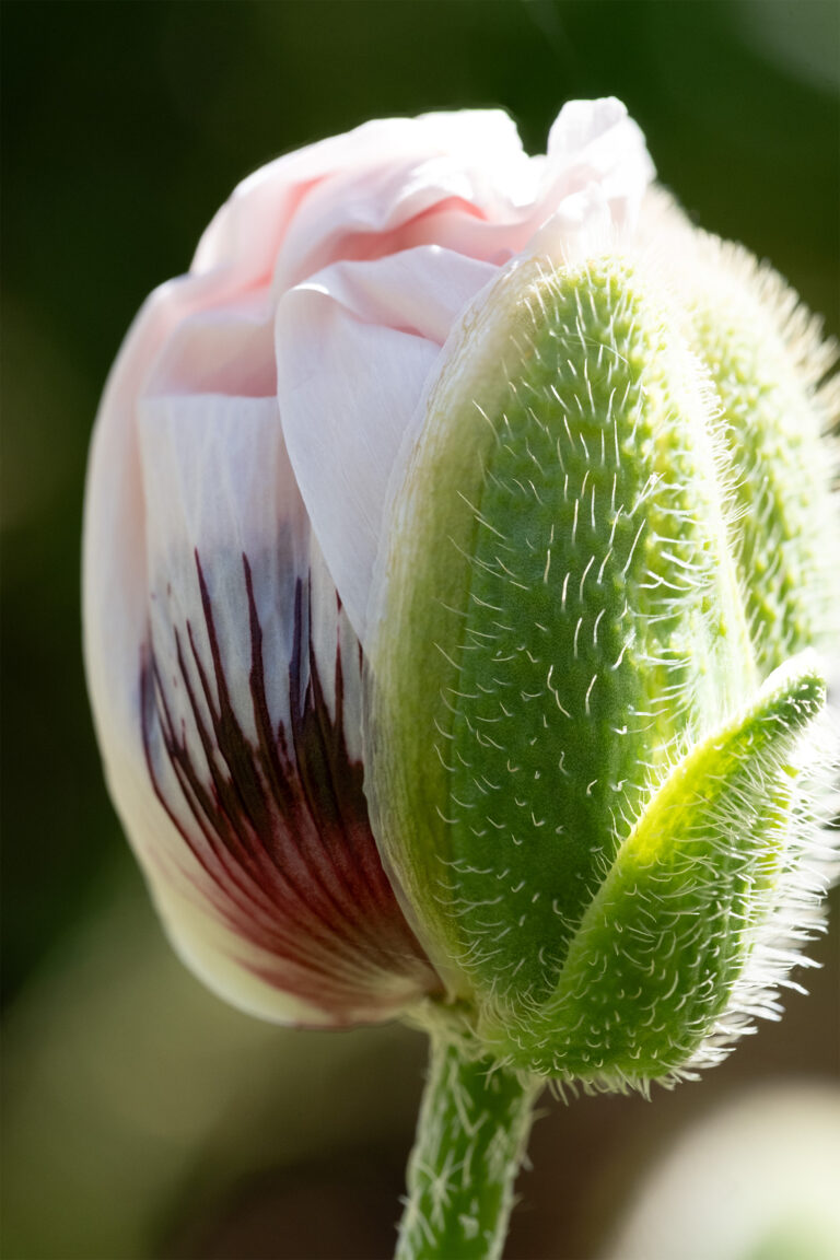 Julia Zimmermann photography flower