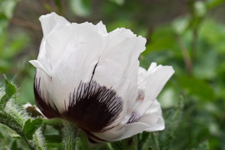 Julia Zimmermann photography flower