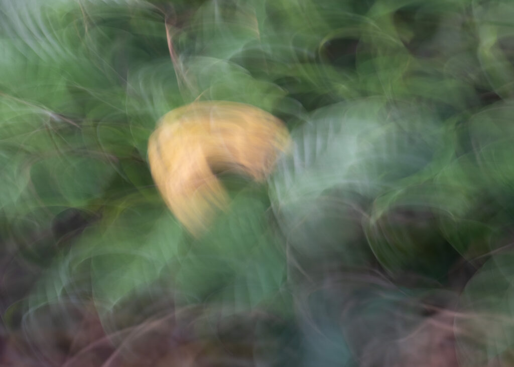 Julia Zimmermann photography ICM