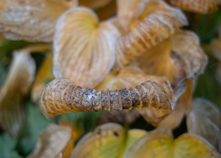 Julia Zimmermann photography looking closely