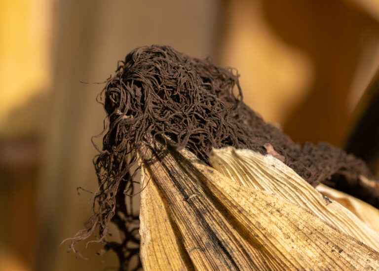 Julia Zimmermann photography looking closely