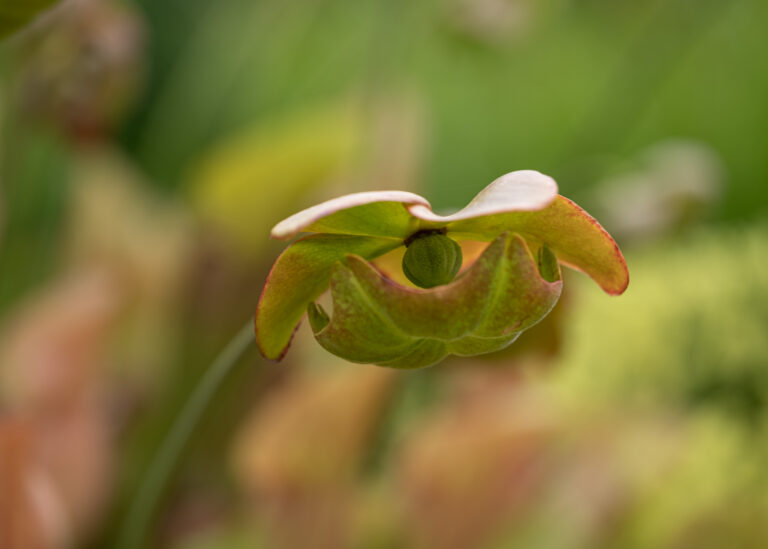 Julia Zimmermann photography looking closely