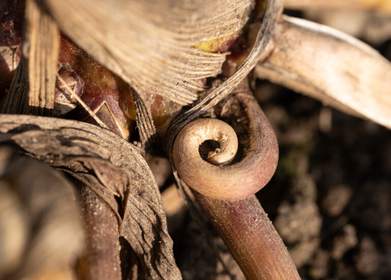 Julia Zimmermann photography looking closely