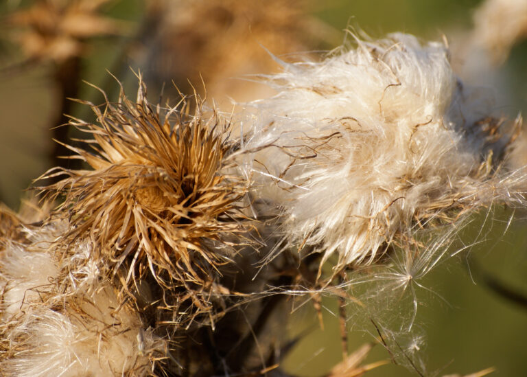Julia Zimmermann photography looking closely