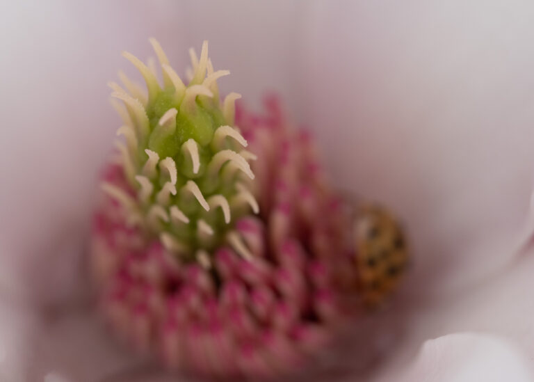 Julia Zimmermann photography looking closely