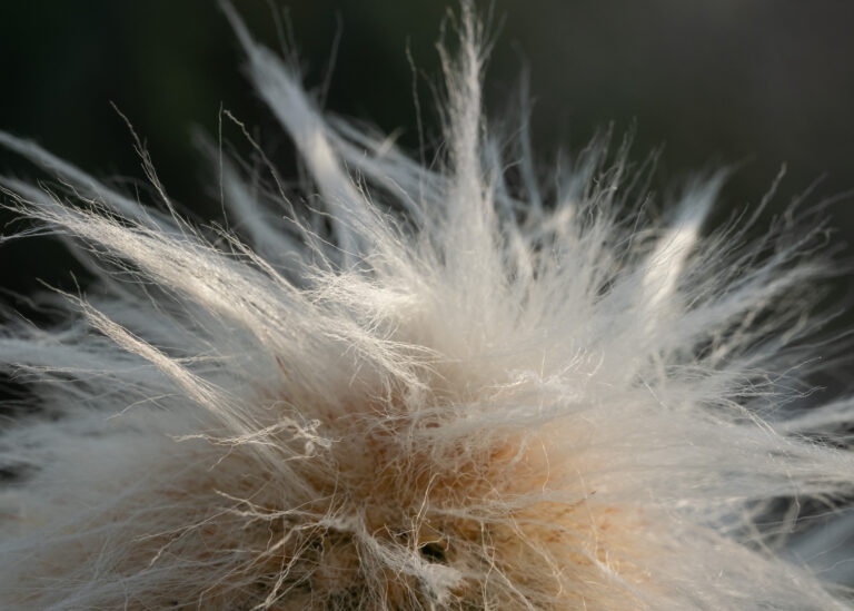 Julia Zimmermann photography looking closely