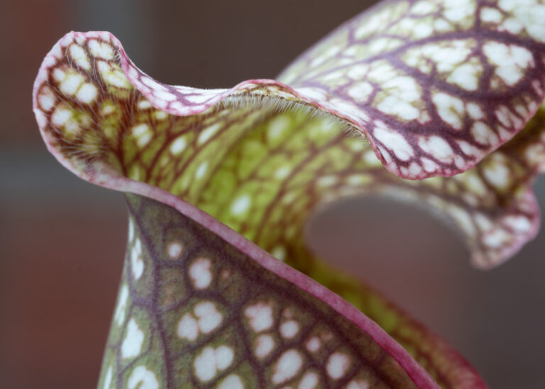 Julia Zimmermann photography looking closely