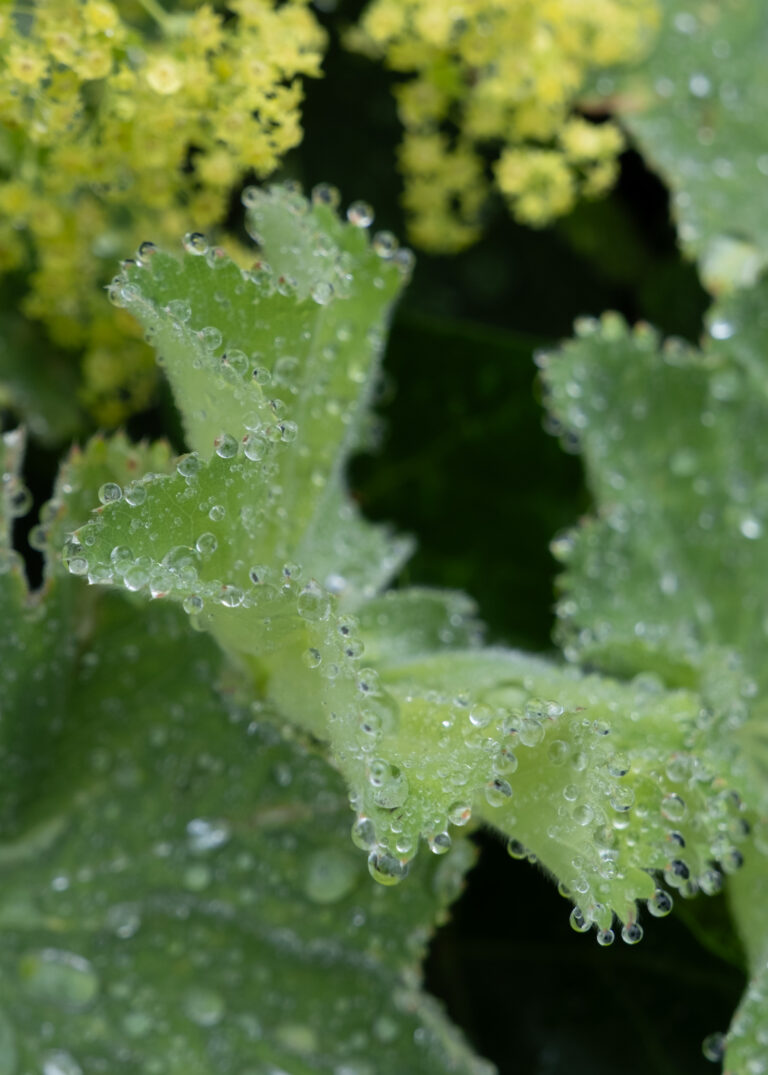 Julia Zimmermann photography looking closely