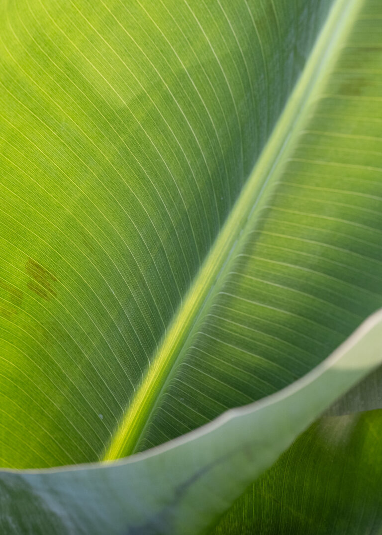 Julia Zimmermann photography looking closely