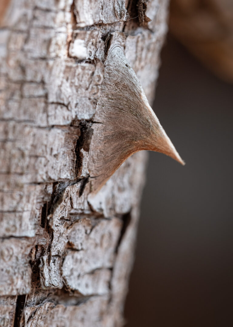 Julia Zimmermann photography looking closely