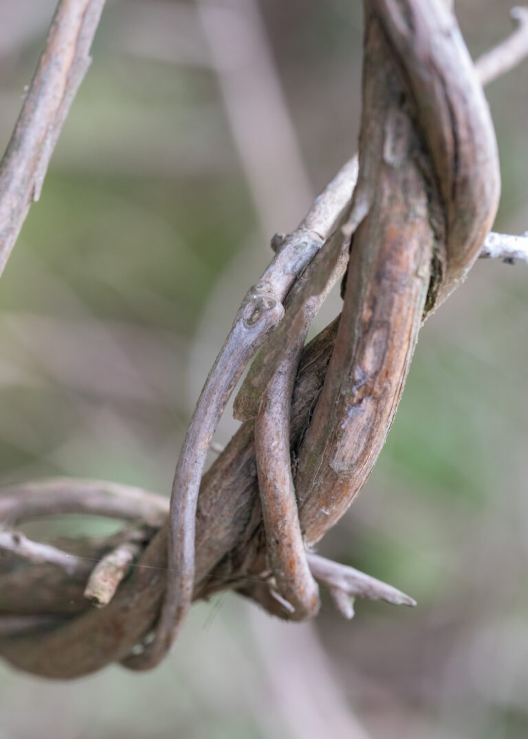Julia Zimmermann photography looking closely