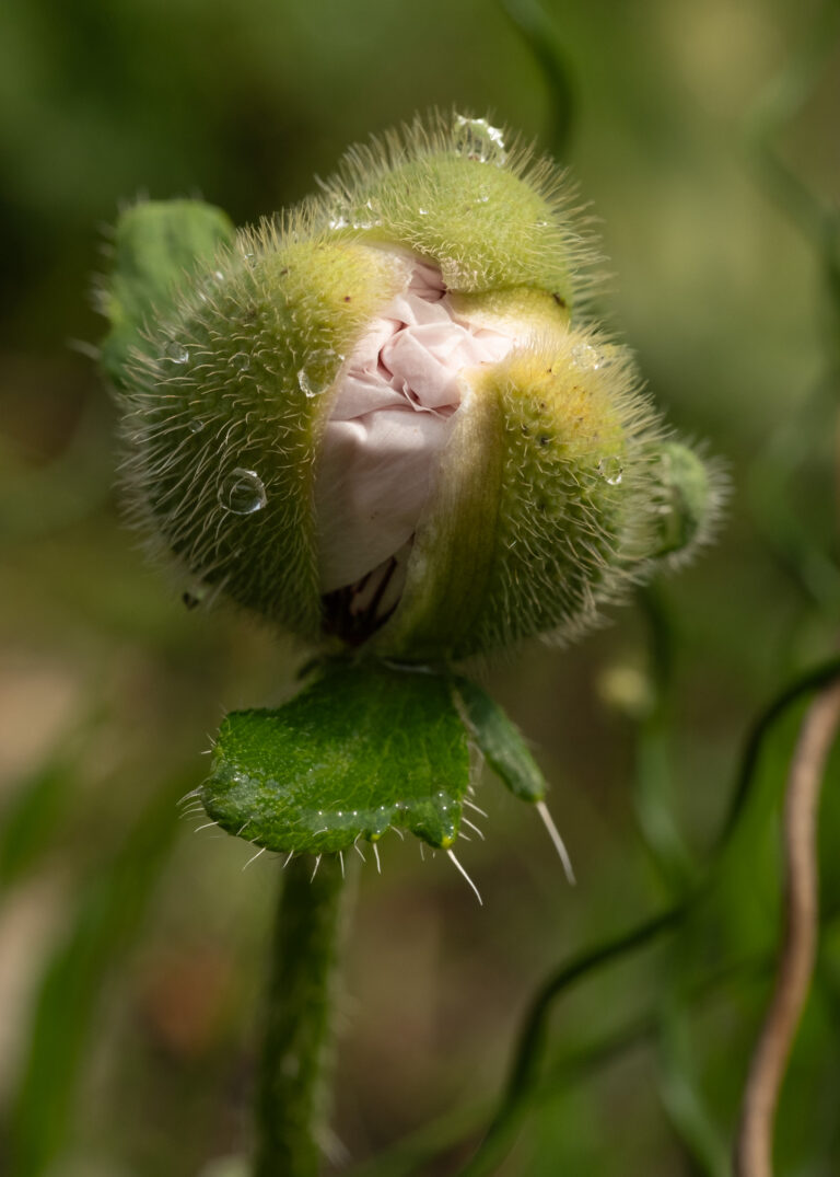 Julia Zimmermann photography looking closely
