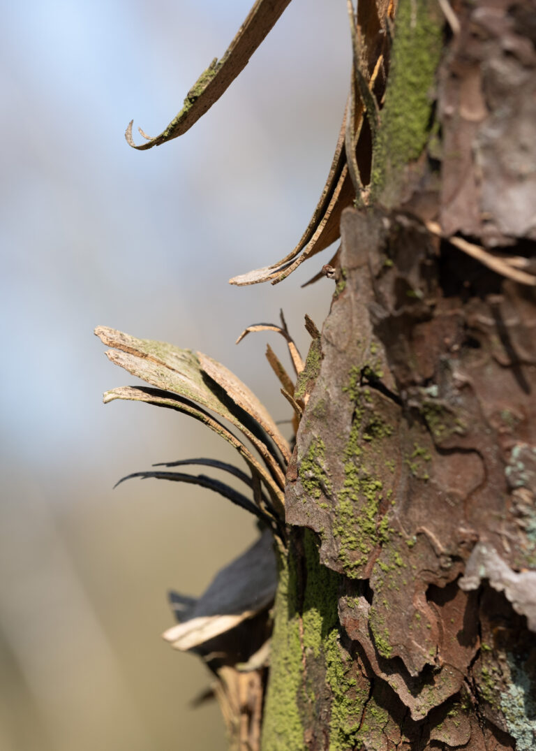 Julia Zimmermann photography looking closely