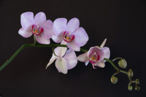 Julia Zimmermann photography orchid