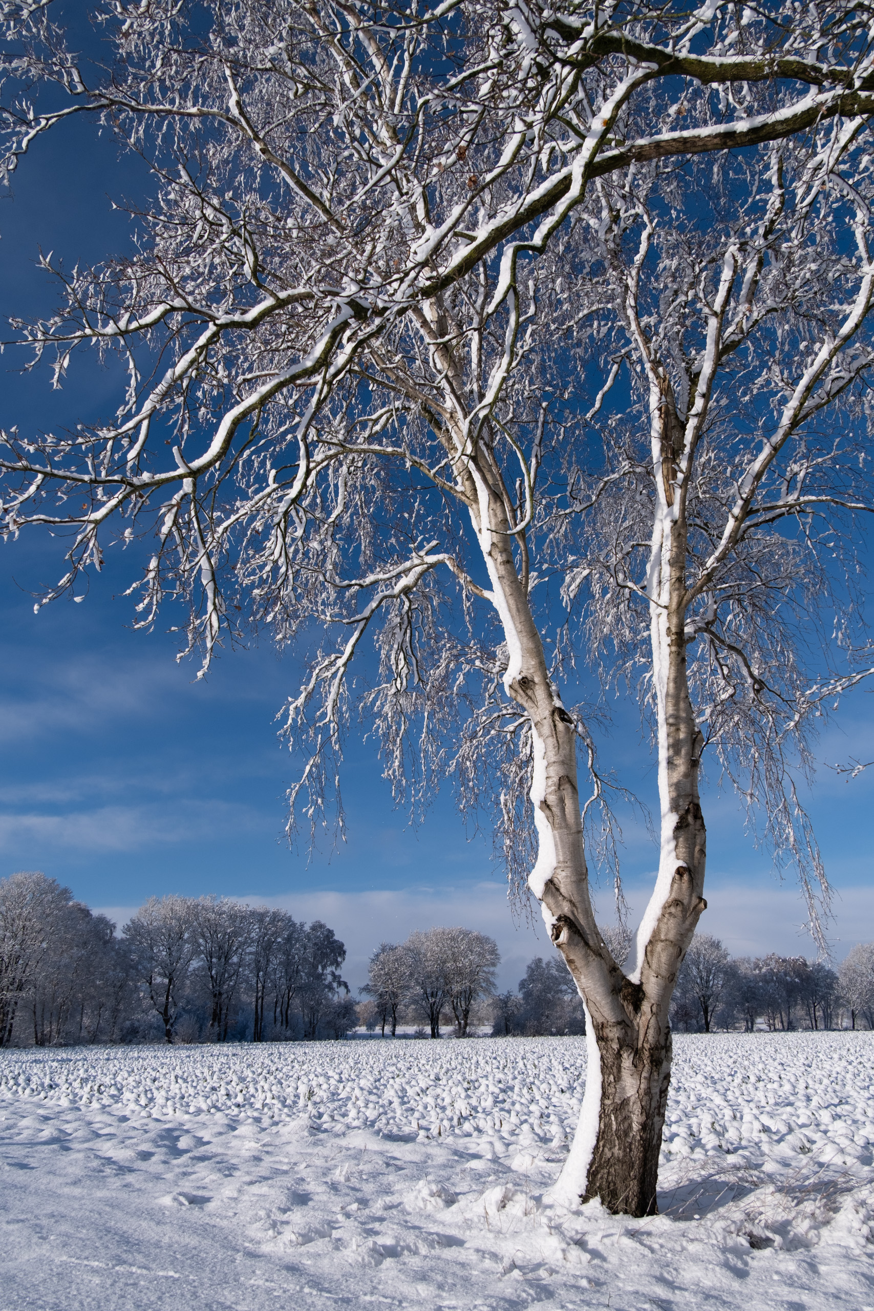 Julia Zimmermann photography winter