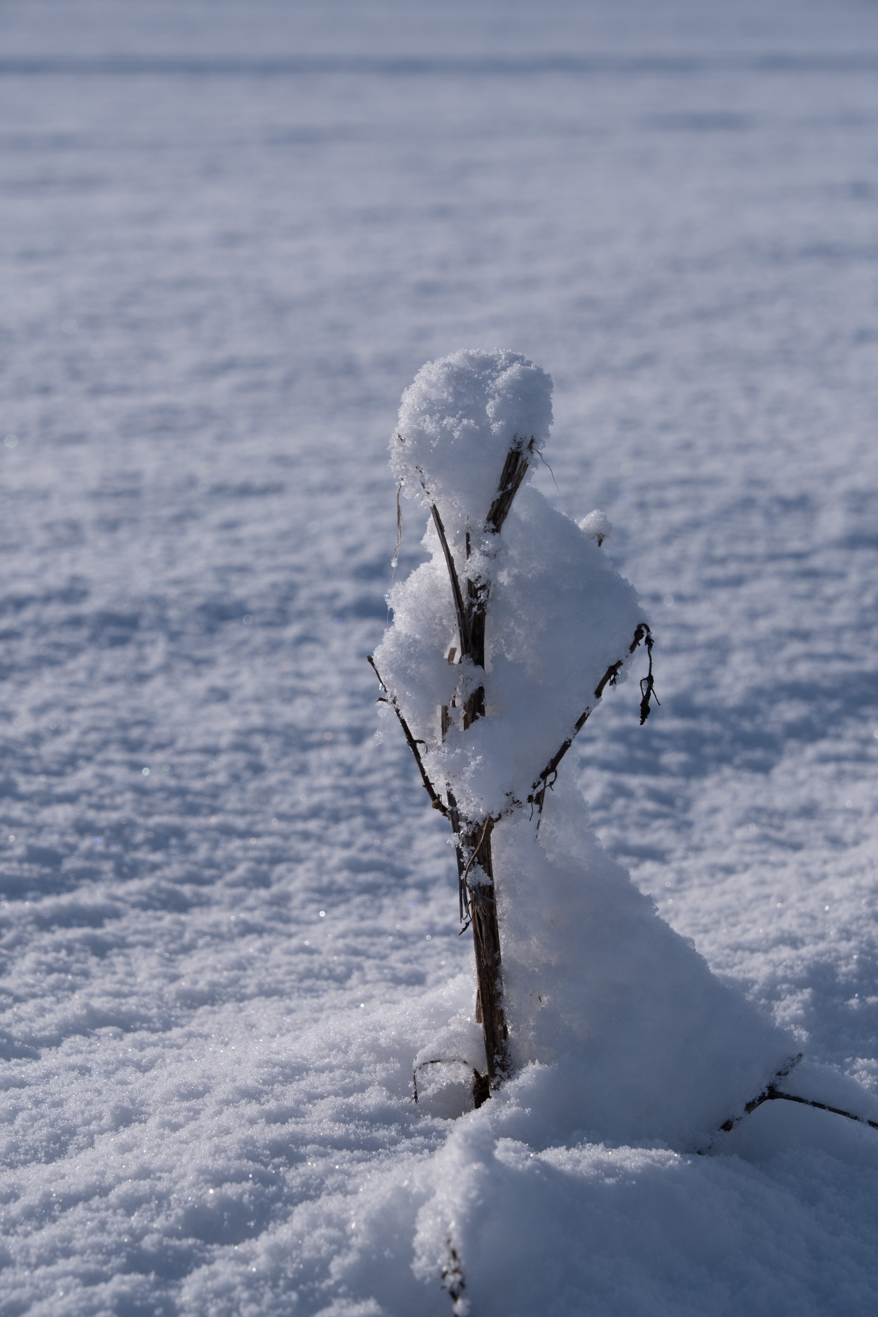 Julia Zimmermann photography winter