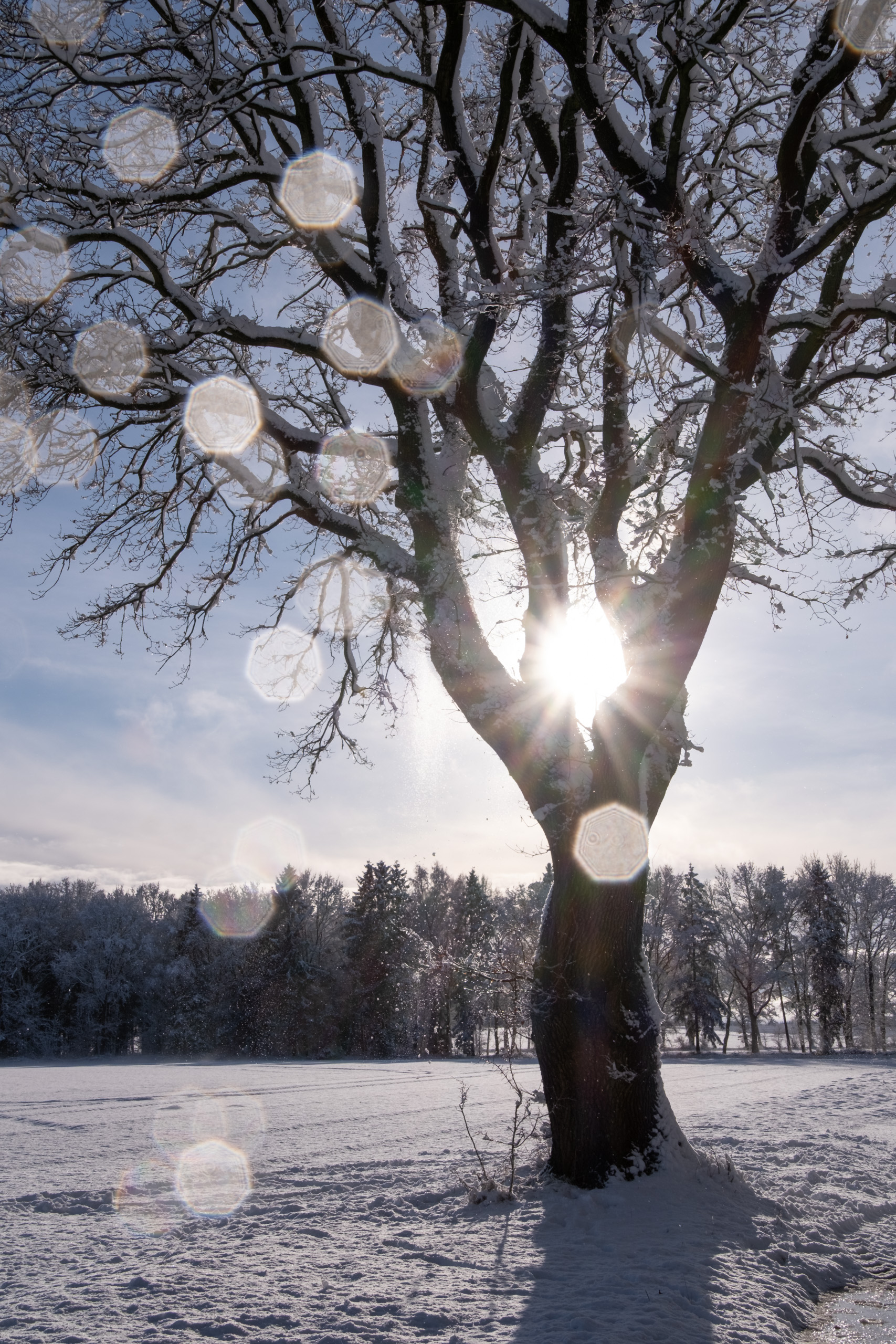 Julia Zimmermann photography winter