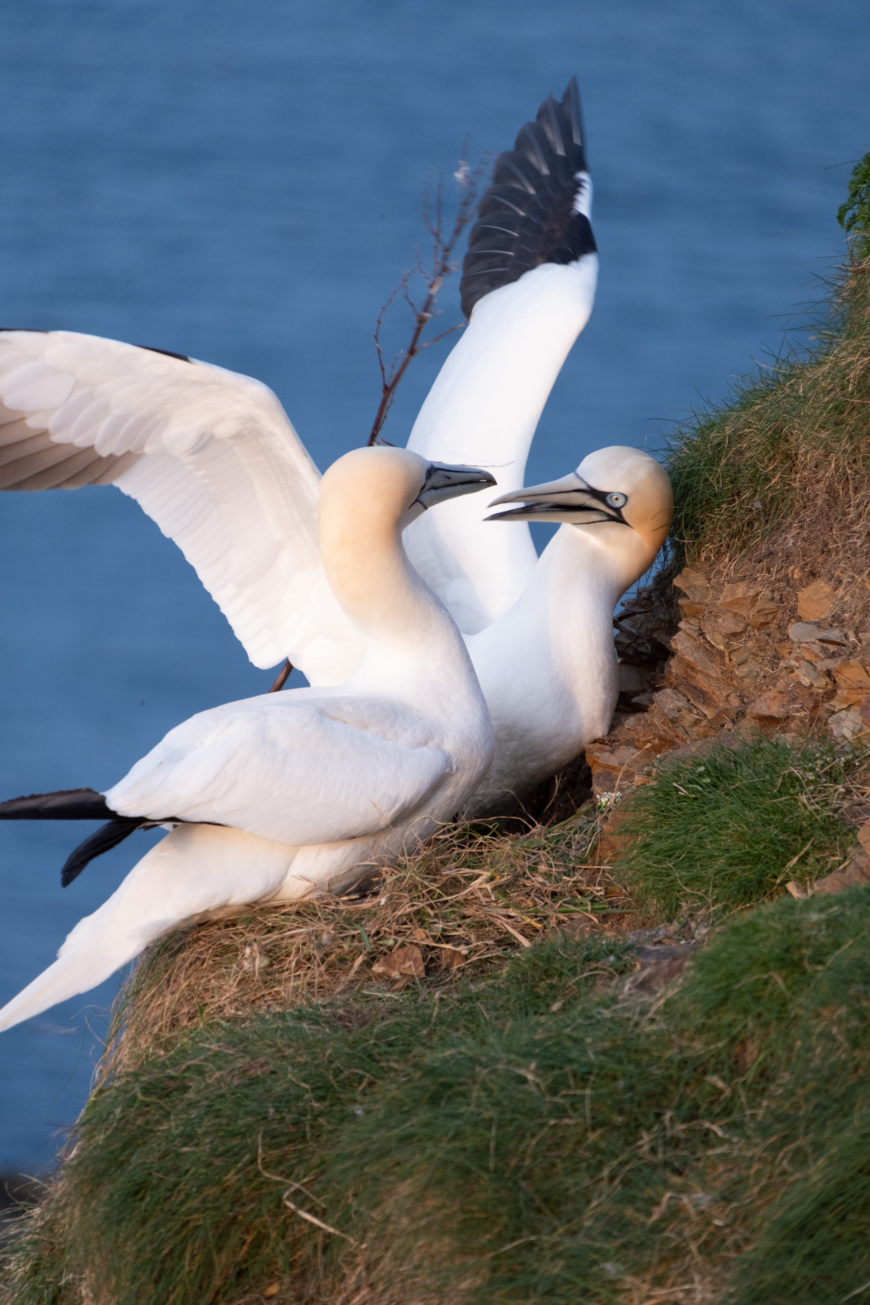 Julia Zimmermann photography gannets