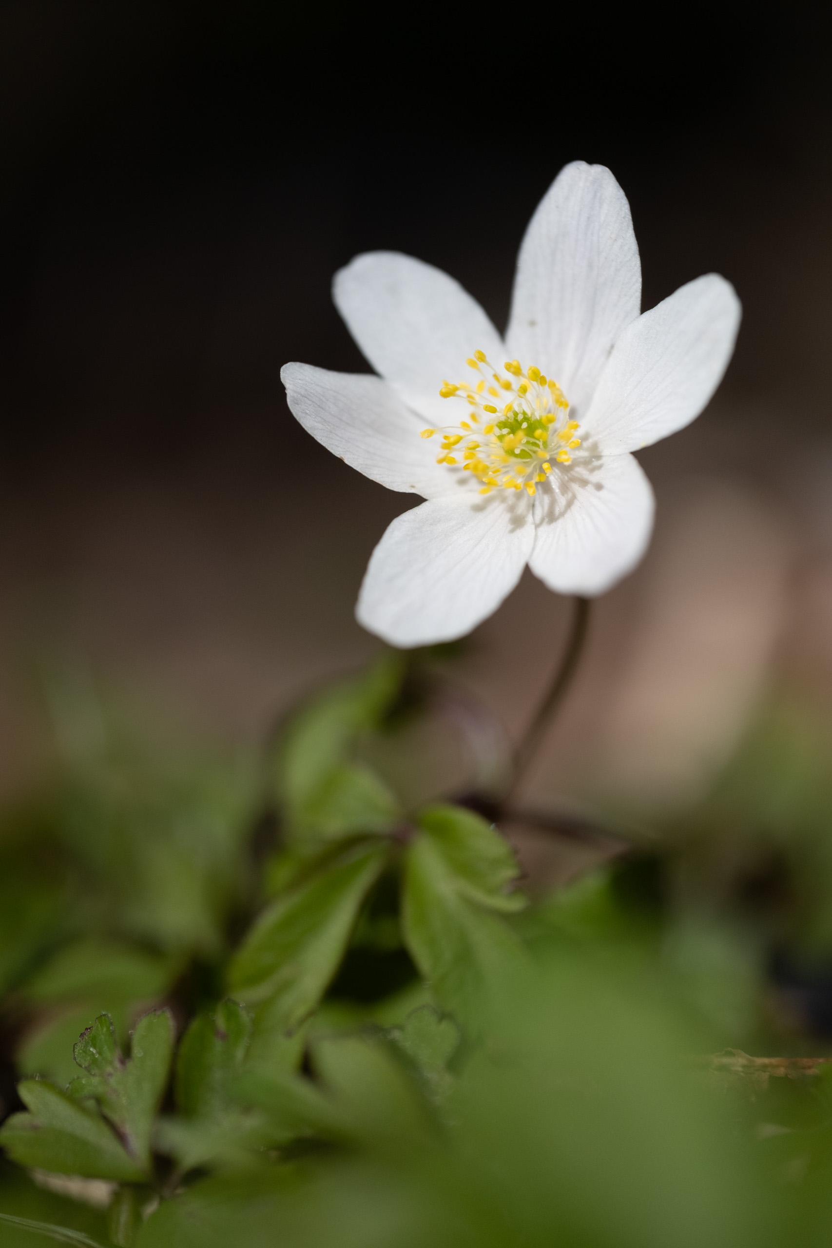 Julia-Zimmermann-photography-slider