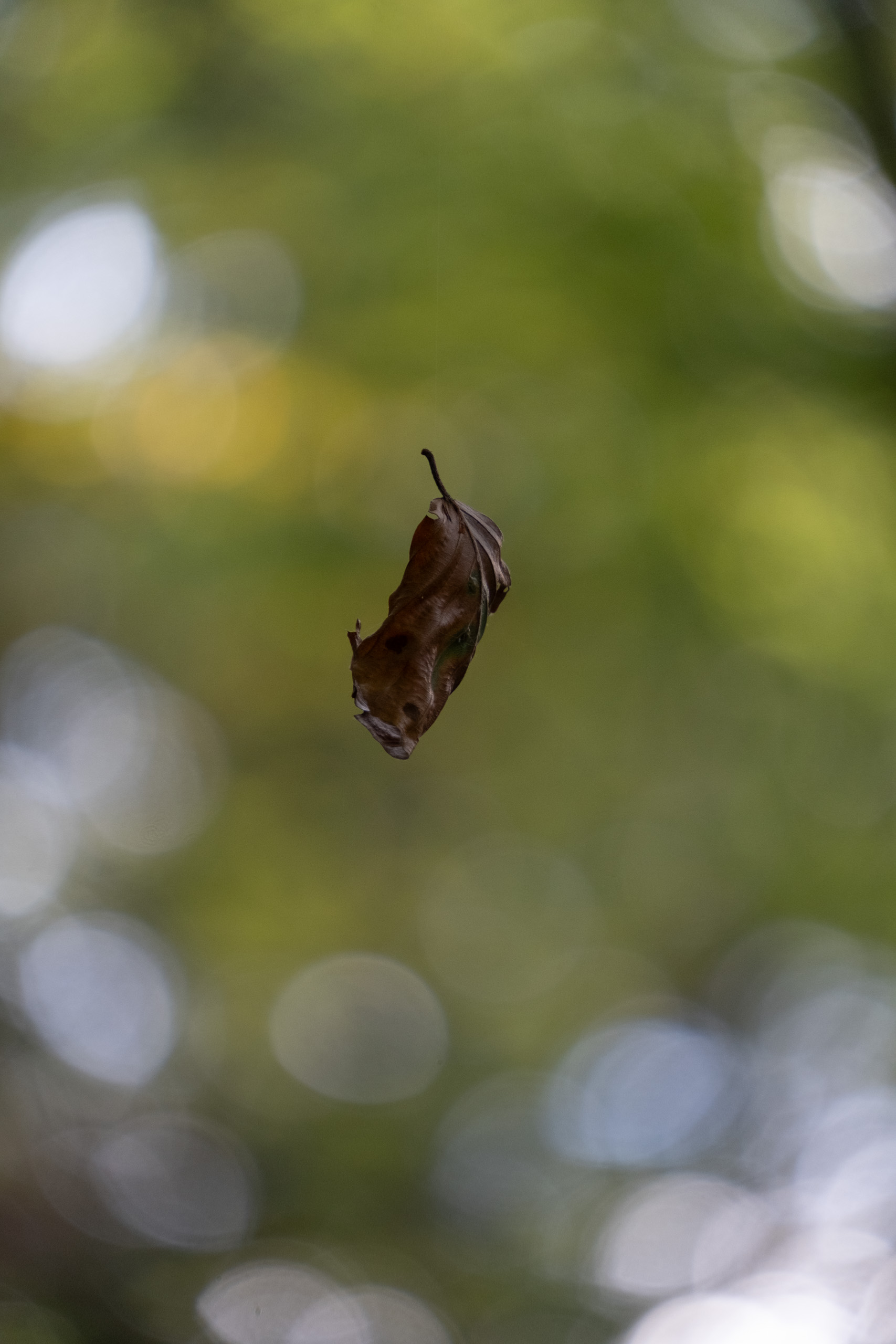 Julia_Zimmermann-photography--81665